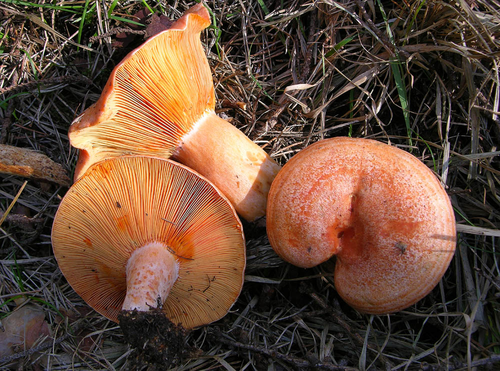 Lactarius deliciosus (L.) Gray